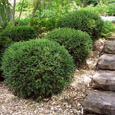 Image showing  Buxus Microphylla Koreana, 10463