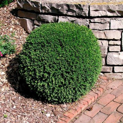 Image showing  Buxus Microphylla Koreana, 10463