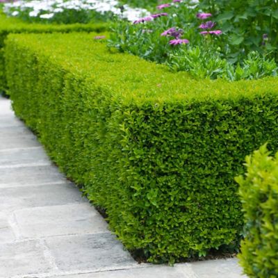 Image showing  Buxus Microphylla Koreana, 10463
