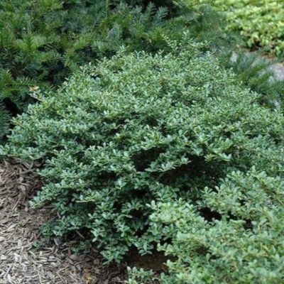 Rockwell 3 gal. Potted Helleri Holly Plant