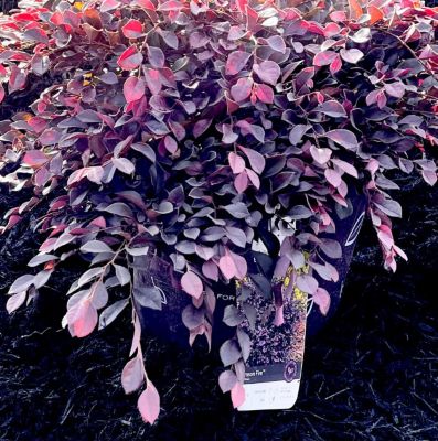 Image showing  Loropetalum First Editions, 11400