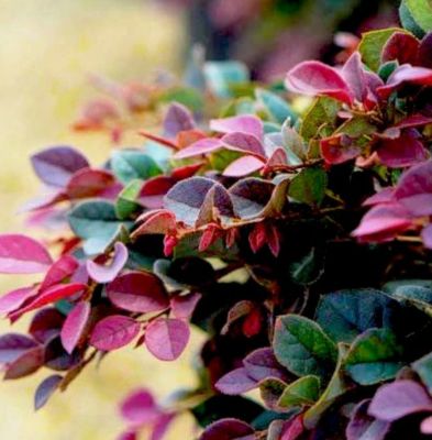 Image showing  Loropetalum First Editions, 11400