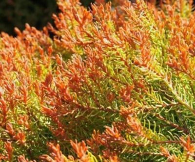 Image showing  Thuja Occidentalis, 11666