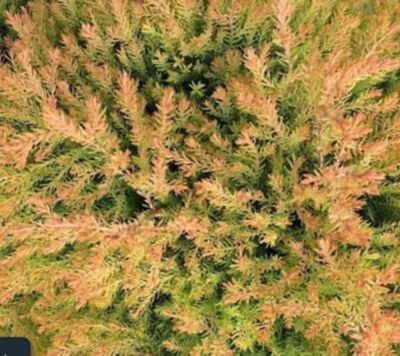 Image showing  Thuja Occidentalis, 11666