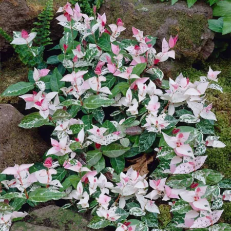 GARDENERS Trachelospermum GCC Ground Cover Plants