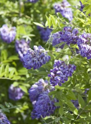 GARDENERS Wisteria Frutescens GCC, 11715
