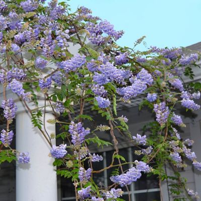 Image showing  Wisteria Frutescens GCC, 11715