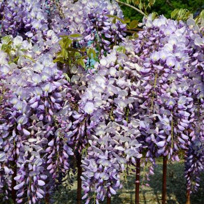 Image showing  Wisteria Frutescens GCC, 11715