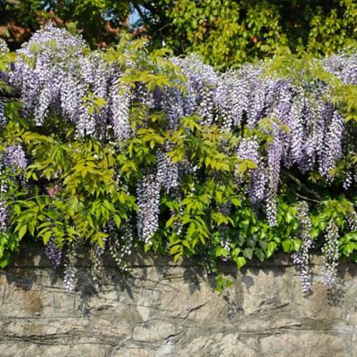 Image showing  Wisteria Frutescens GCC, 11715