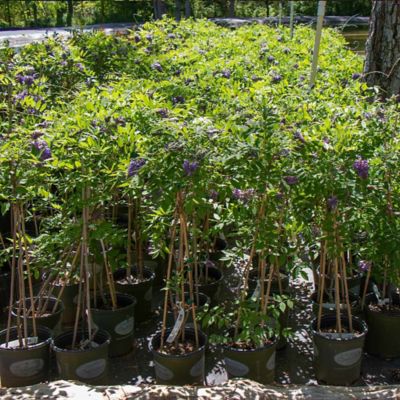 Image showing  Wisteria Frutescens GCC, 11715