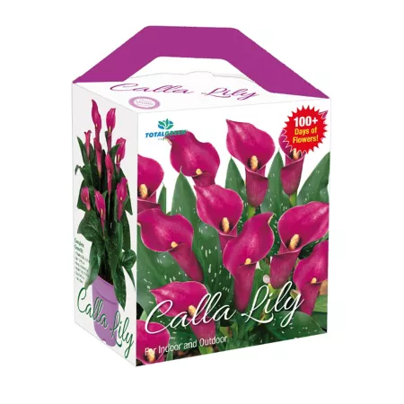 TotalGreen Holland Amazing Calla Lily Grow Kit Perennials