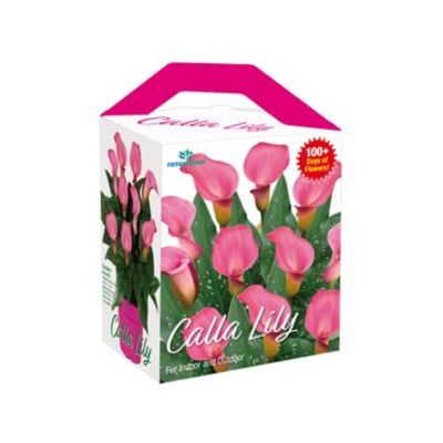 Image showing  Amazing Calla Lily Grow Kit
