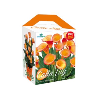 Image showing  Amazing Calla Lily Grow Kit