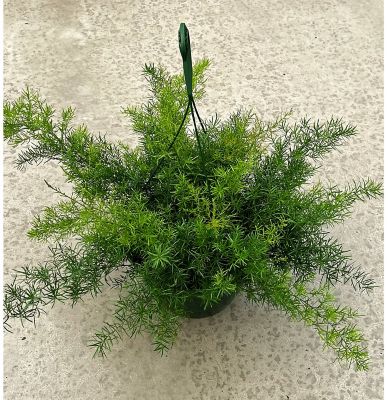 Pope's Plant Farm Foliage Hanging Basket, 91109