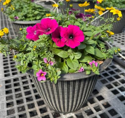Image showing  Annual Combo Pot, 91088