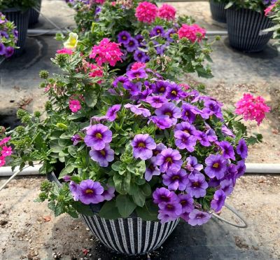 Image showing  Annual Combo Pot, 91088