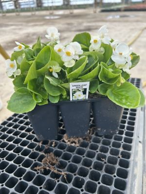 Parks 606 Annuals, 0-96096-34660-3