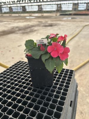 Parks Basic Annuals, 0-96096-51541-2