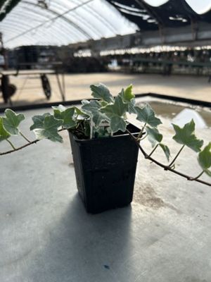 Parks 4 Accent Annulas, 0-96096-00176-2