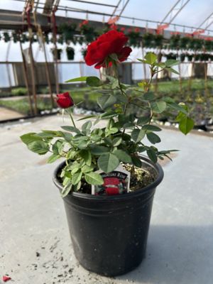 Parks 4.5 Premium Annuals, 0-96096-00177-9