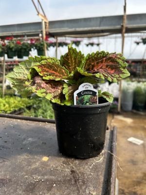 Parks 6 Deluxe Annuals, 0-96096-00256-1