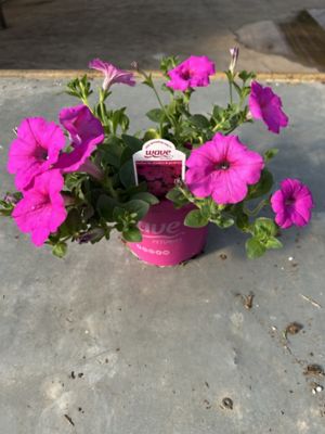 Image showing  6 Wave Petunias, 0-96096-00257-8