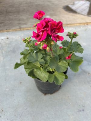 Parks 6 Premium Geraniums, 0-96096-55505-0