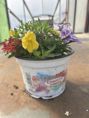 Parks 6 Confetti Garden, 0-96096-00318-6