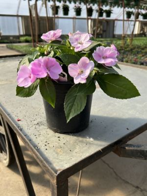 Parks 1 gal. Premium Annuals, 0-96096-00238-7