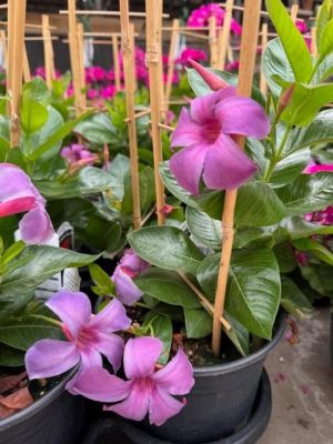 Parks 1G Mandevilla & Cordyline, 0-96096-00340-7