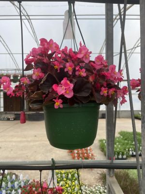 Parks #10 Basket #1 Color, 0-96096-00192-2