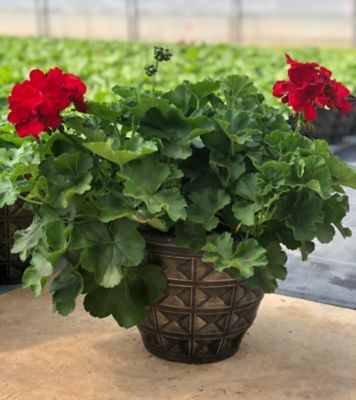 Parks 12 Deco Pot, 0-96096-50010-4