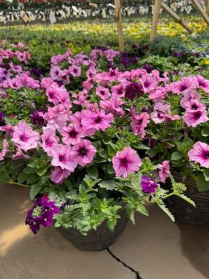 Parks #12 Deco Combo Pot, 0-96096-00191-5