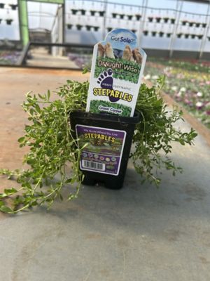 Parks 1801 Stepables, 0-96096-00390-2