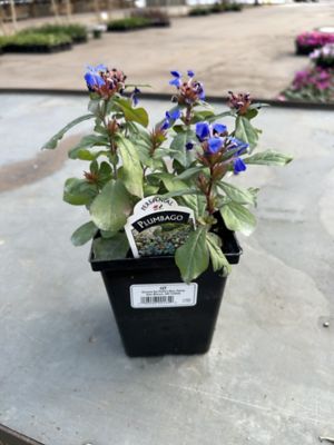 Parks 1 qt. Perennials, 0-96096-00164-9