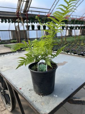 Parks 1 gal. Deluxe Perennial, 0-96096-00214-1