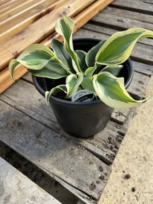 Parks 1G Deluxe Perennial Hosta, 0-96096-71015-2