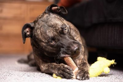 Image showing 5 th Redbarn Large Whole Elk Antler Dog Chew
