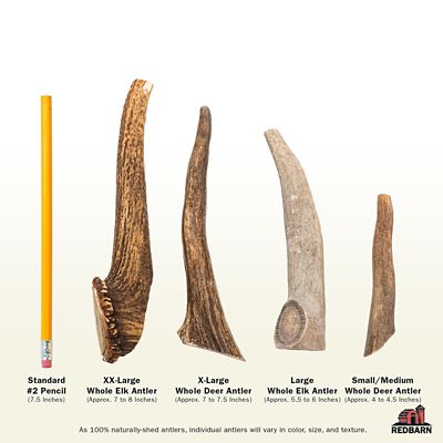 Image showing  X Large Whole Deer Antler Dog Chew
