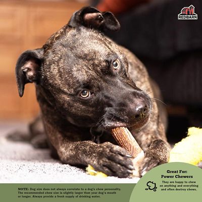 Image showing  X Large Whole Deer Antler Dog Chew