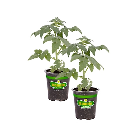 Bonnie Plants 19.3 oz. Original Tomato Variety, 2-Pack