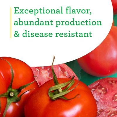 Image showing  19.3 oz. Original Tomato Variety, 2 pk.