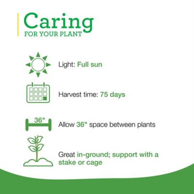 Image showing  19.3 oz. Original Tomato Variety, 2 pk.