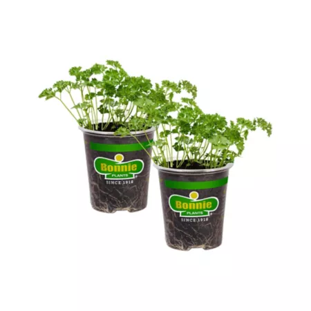 Bonnie Plants 19.3 oz Curly parsley plants in pot 2 pcs. Herb Plants