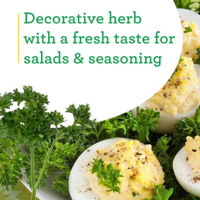 Image showing  19.3 oz. Potted Curled Parsley Plants, 2 pc.