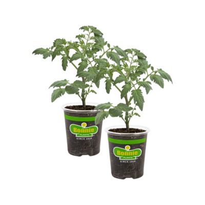 Bonnie Plants 19.3 oz. Roma Classic Paste Tomato, 2-Pack
