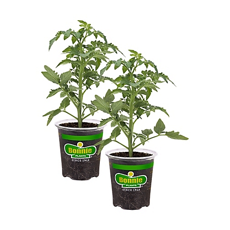 Bonnie Plants 19.3 oz. Big Beef Tomato Seeds, 2-Pack