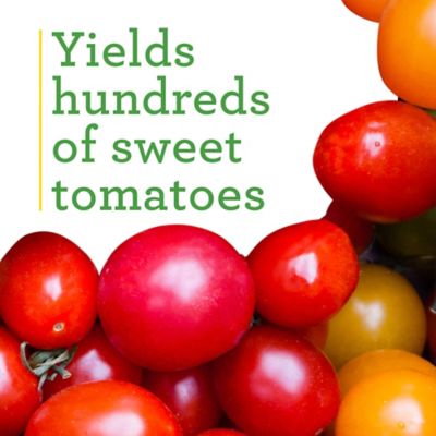 Image showing  19.3 oz. Potted Super Sweet 100 Tomato, 2 pk.