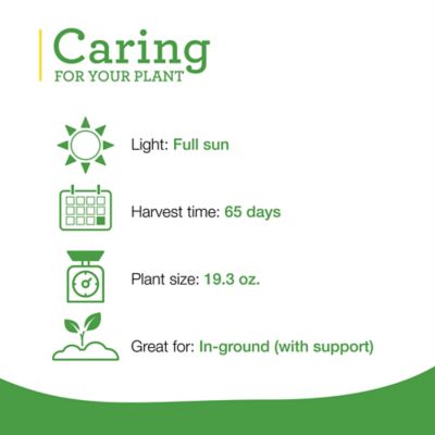 Image showing  19.3 oz. Potted Super Sweet 100 Tomato, 2 pk.