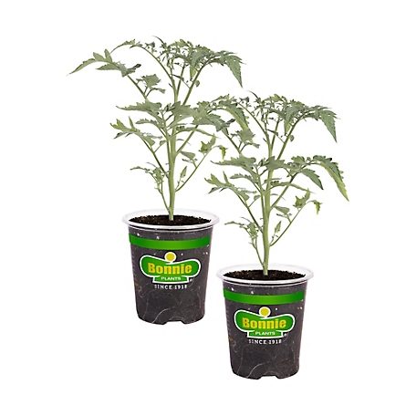 Bonnie Plants 19.3 oz. Grape (Tami G) Tomato Plants, 2-Pack